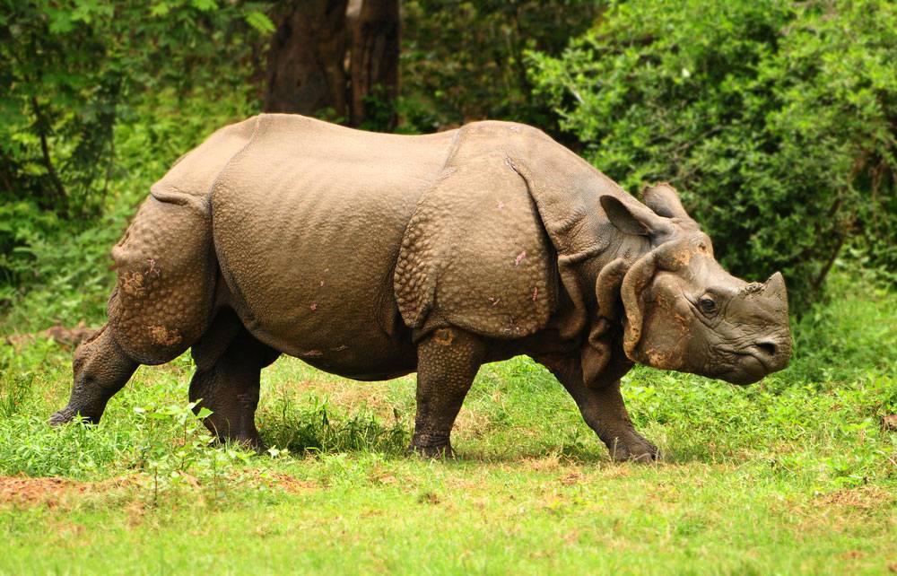 Our Animals - ZooTampa at Lowry Park