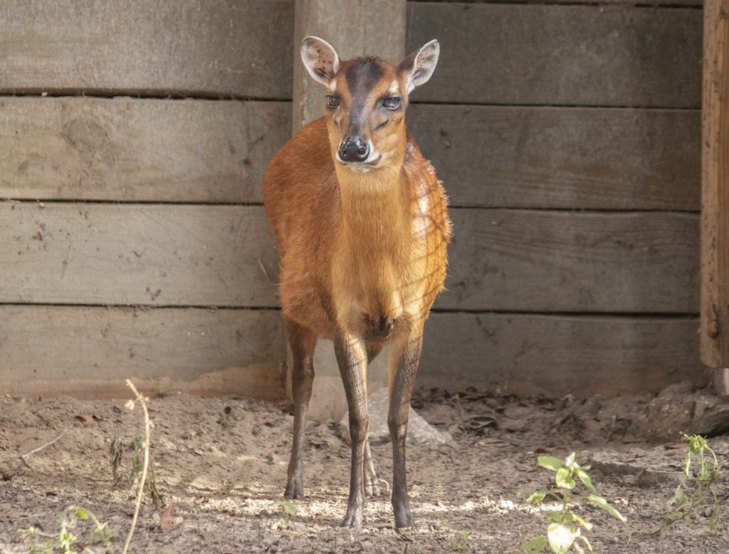 Our Animals - ZooTampa at Lowry Park