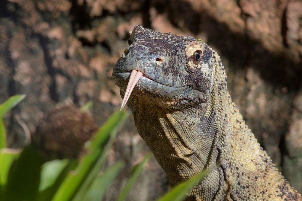 Our Animals - ZooTampa at Lowry Park