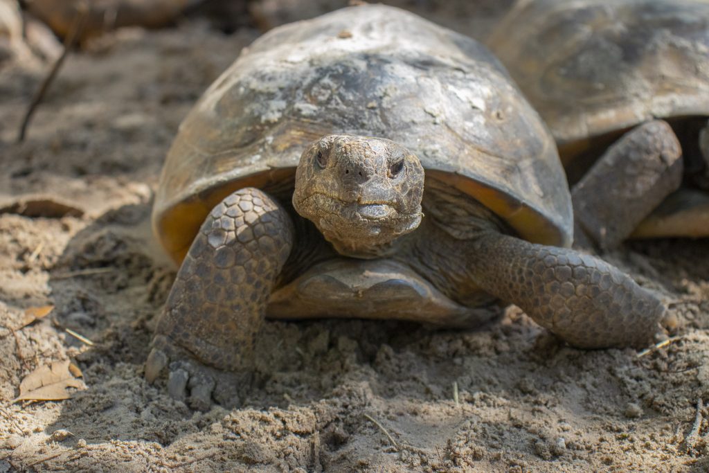 Gopher tortoise