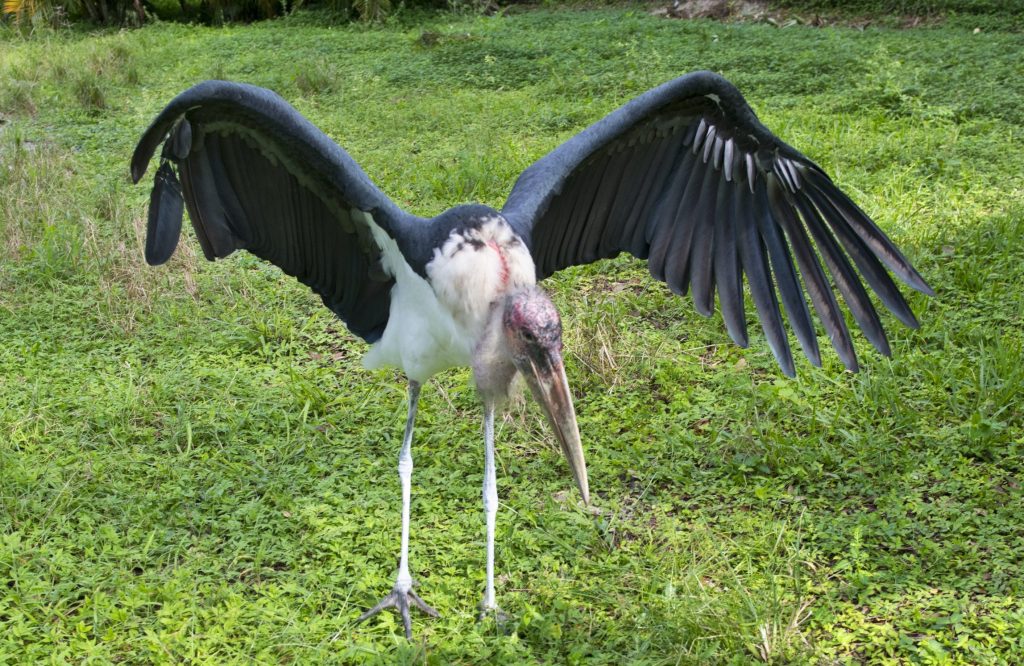 Marabou stork