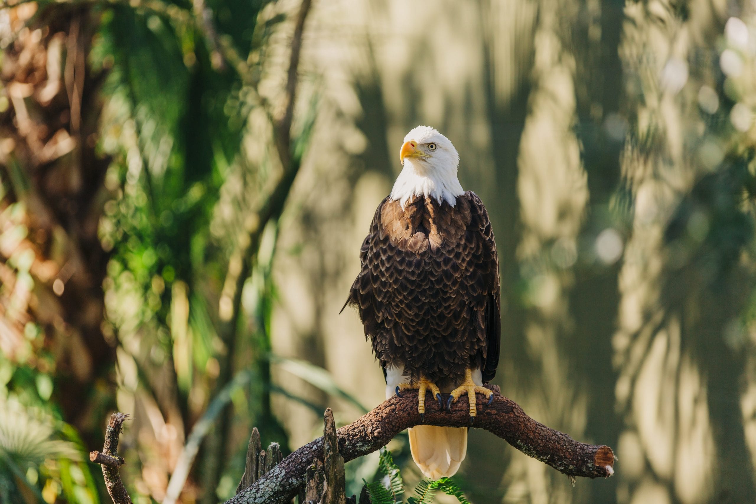 ZooTampa bald eagle military offer