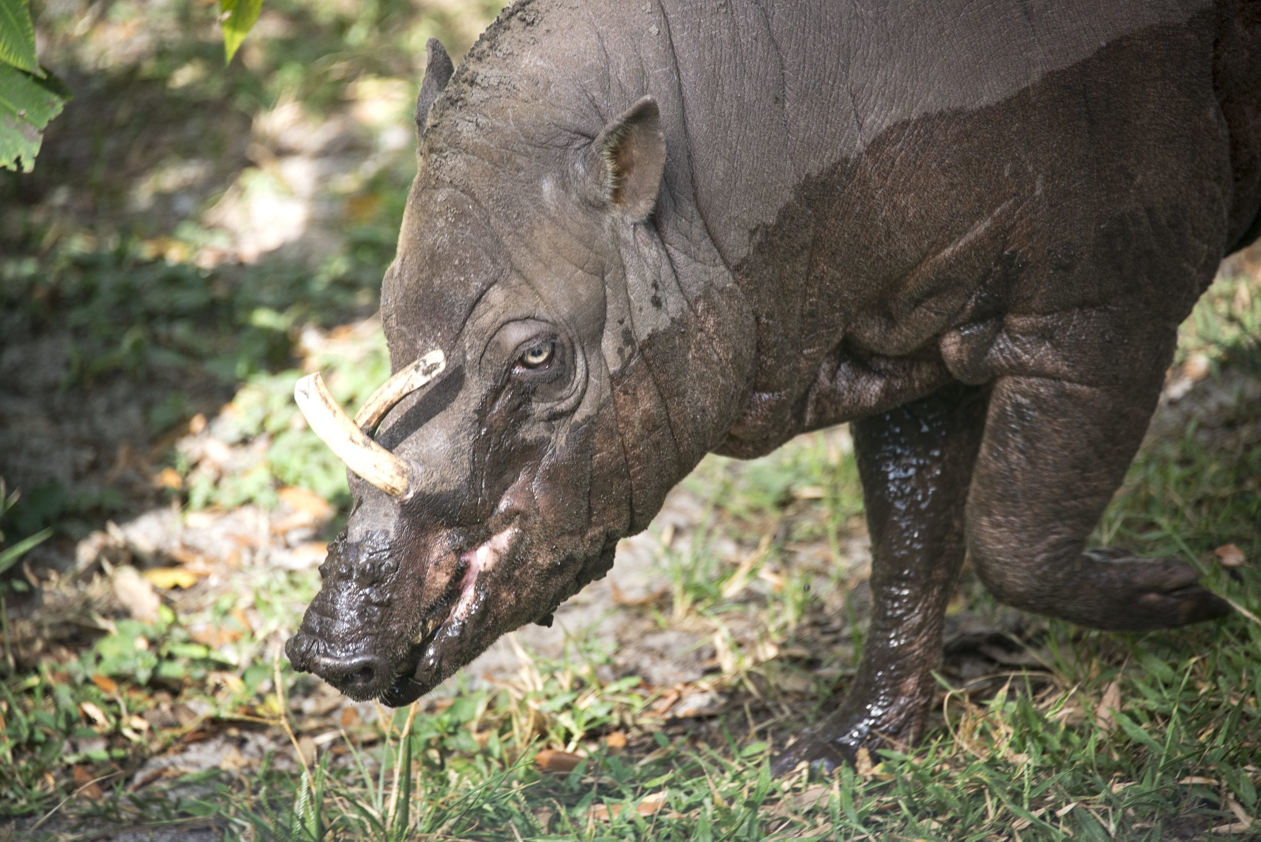 Sulawesi babirusa