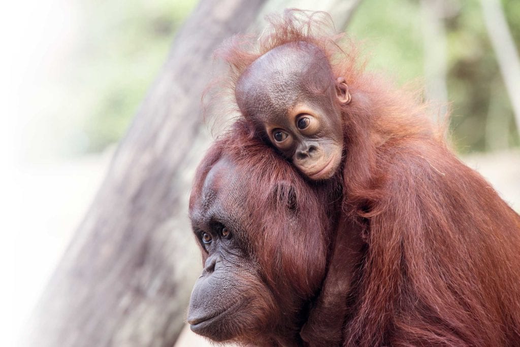 A photo of a mother Bornean Orangutan and her baby at ZooTampa