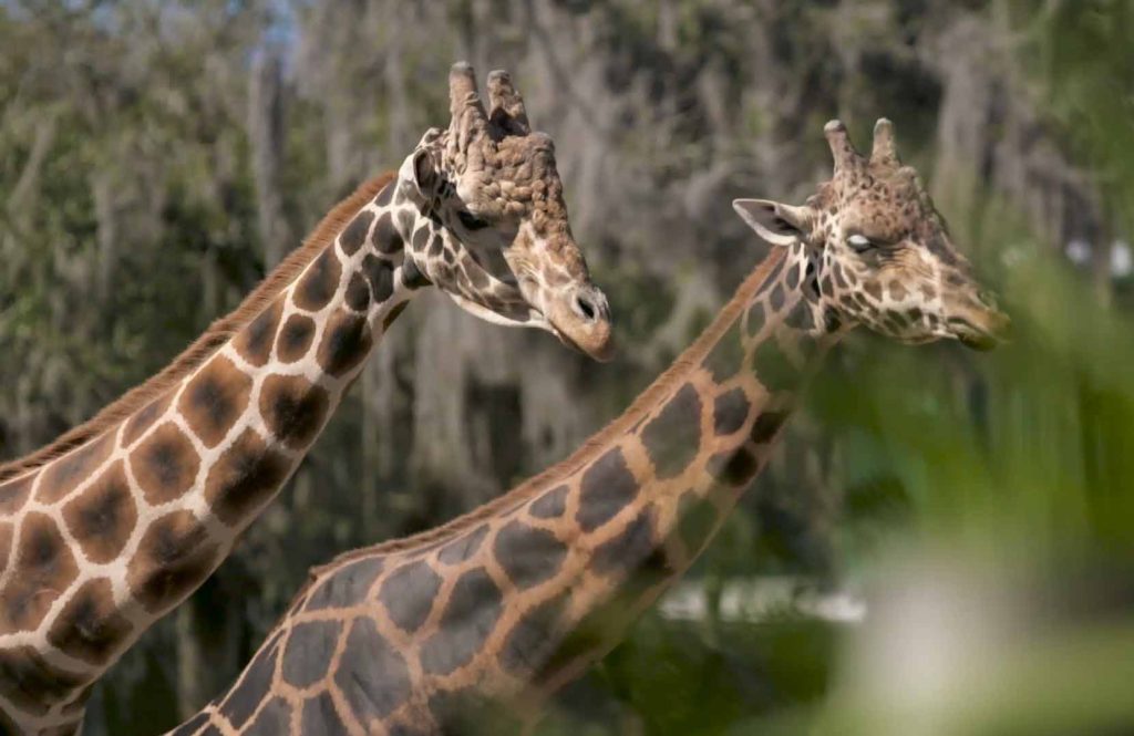 Our Animals - ZooTampa at Lowry Park