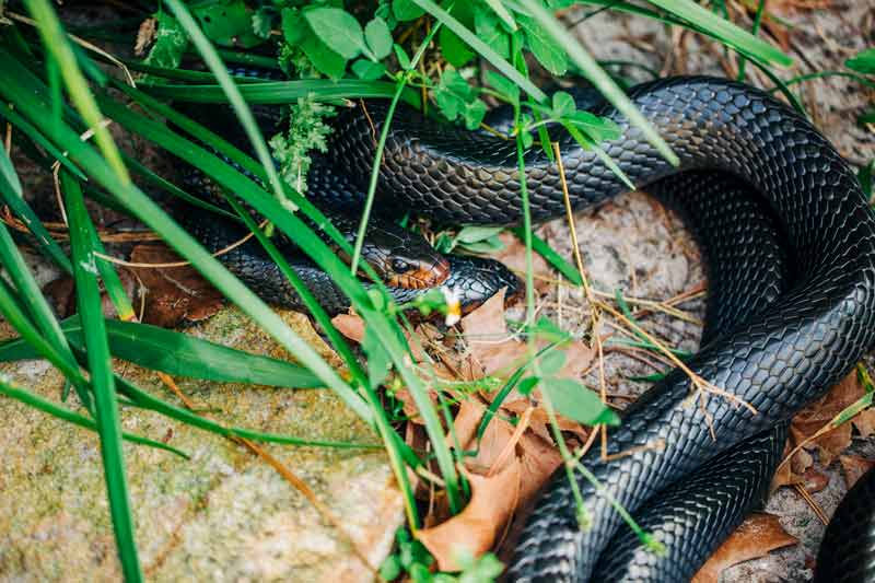 Eastern indigo snakes breeding
