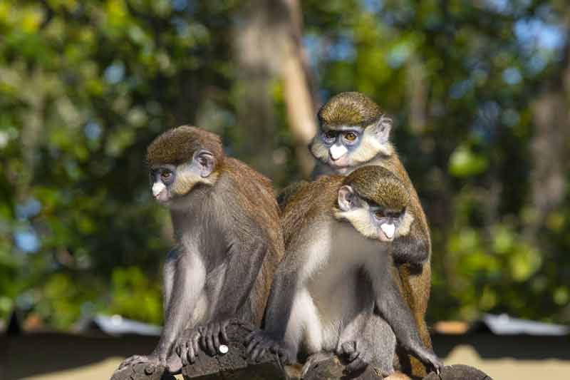 red-tailed guenons
