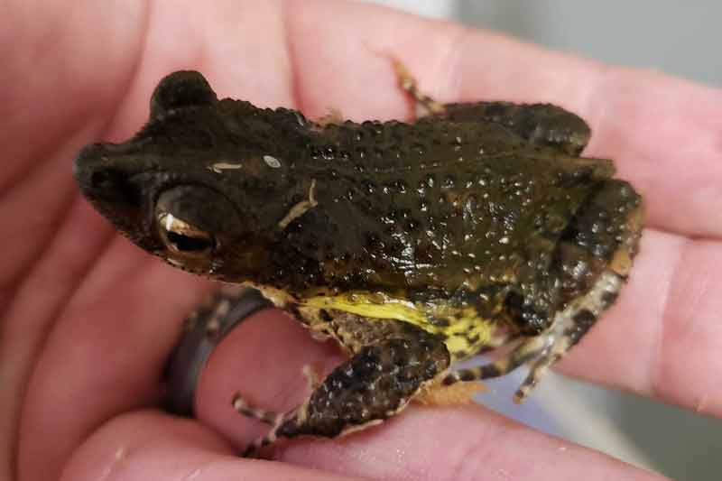 A Puerto Rican crested toad
