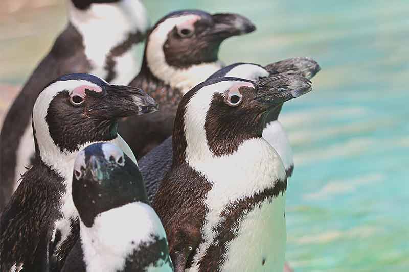 A waddle of penguins huddles together at the Zoo