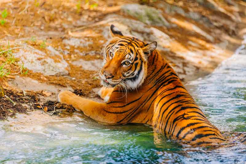 A Malayan tiger lays on the shore