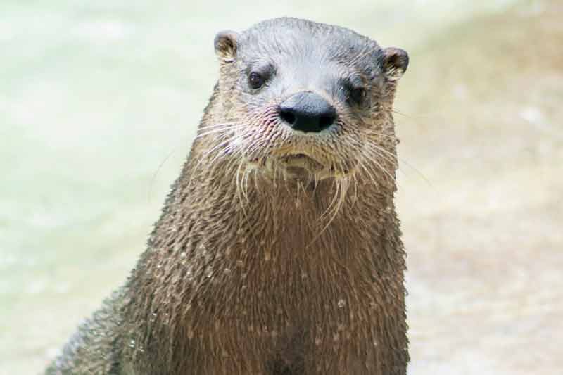 An adorable river otter looks straight into the camera