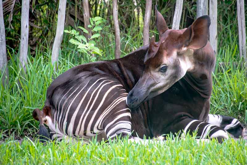 Okapi laying in the grass