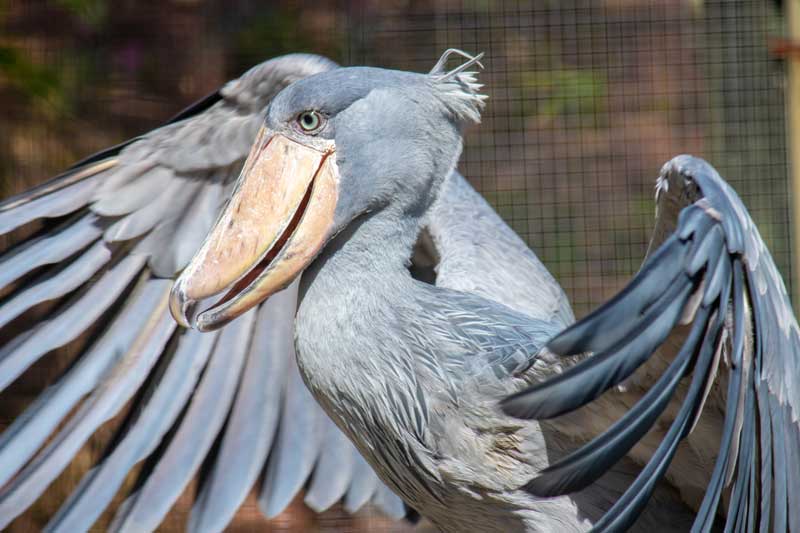 Shoebill stork with wings open