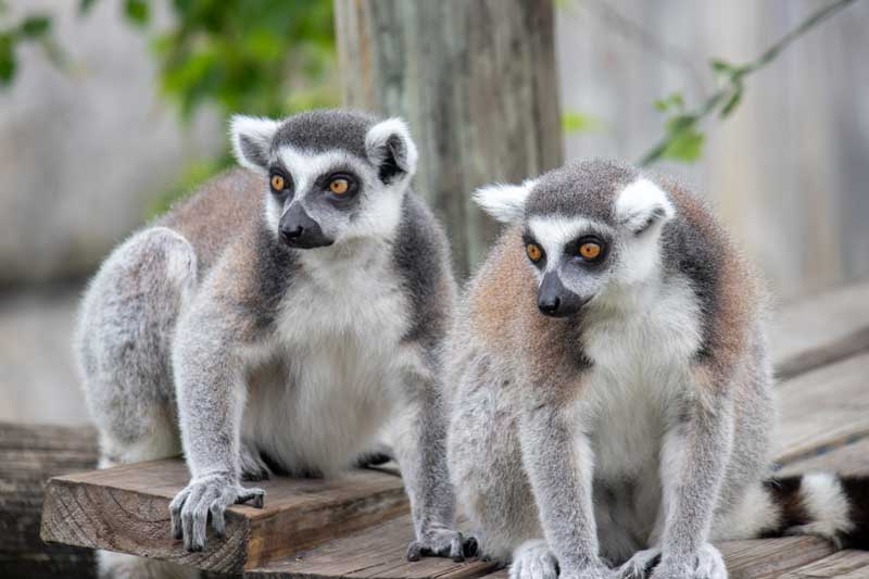 ring-tailed lemur