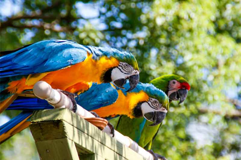 A pair of colorful blue and yellow macaws perched on a branch