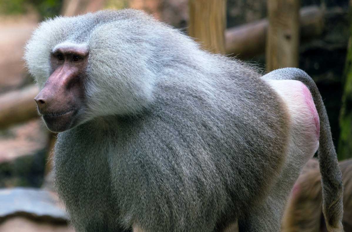 Hamadryas Baboon
