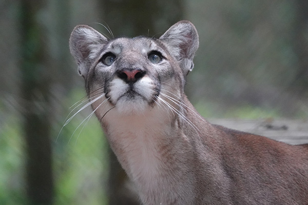 Florida panther