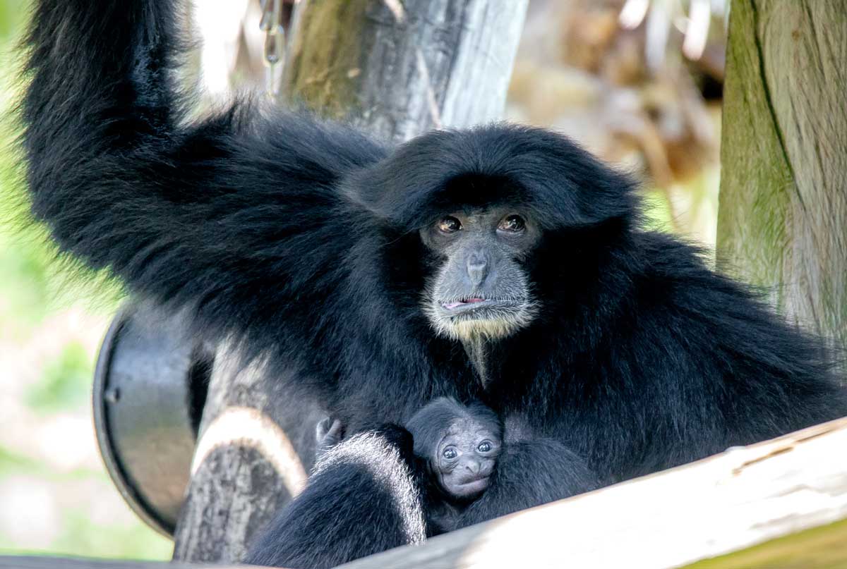 Siamang mother with her baby