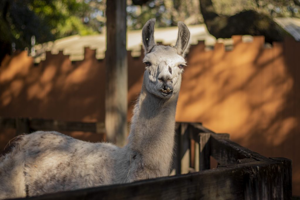 llama