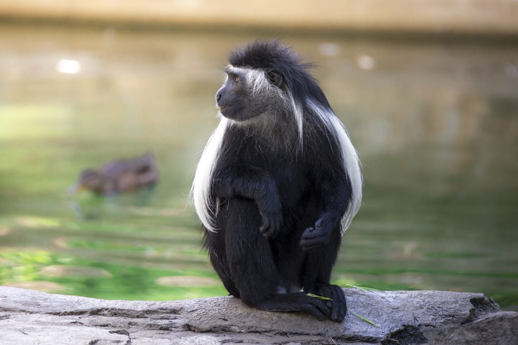 Our Animals - ZooTampa at Lowry Park