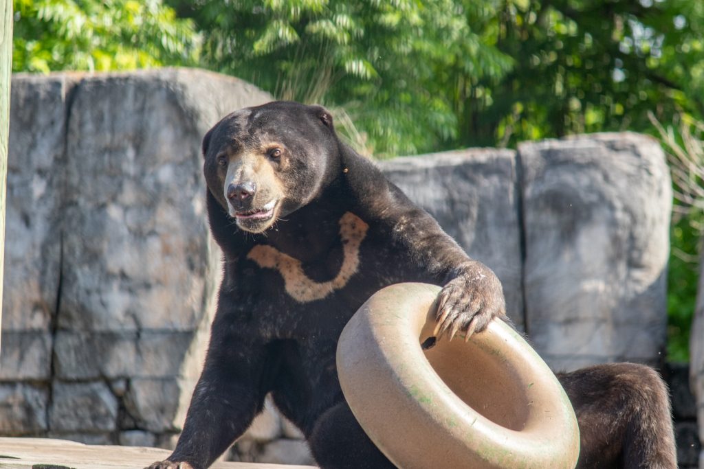 Our Animals - ZooTampa at Lowry Park