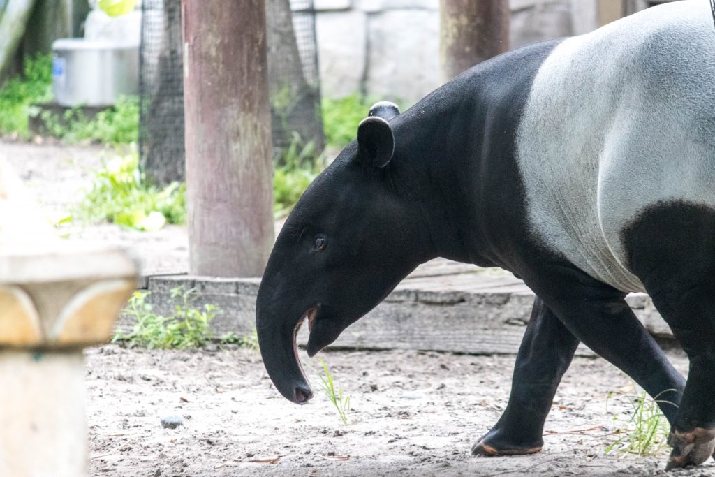 Our Animals - ZooTampa at Lowry Park