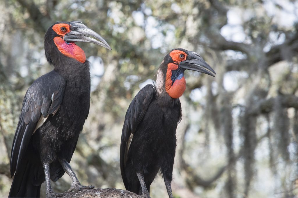 Southern ground hornbill