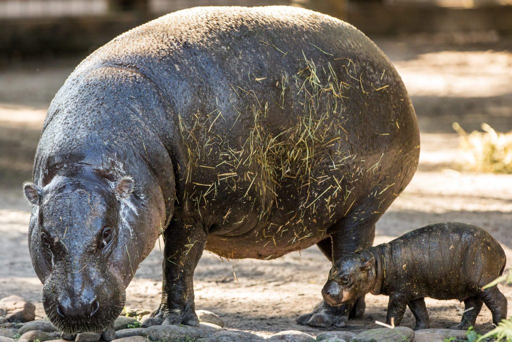 Our Animals - ZooTampa at Lowry Park