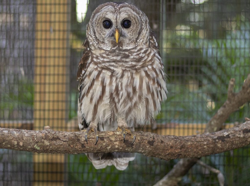 Our Animals - ZooTampa at Lowry Park