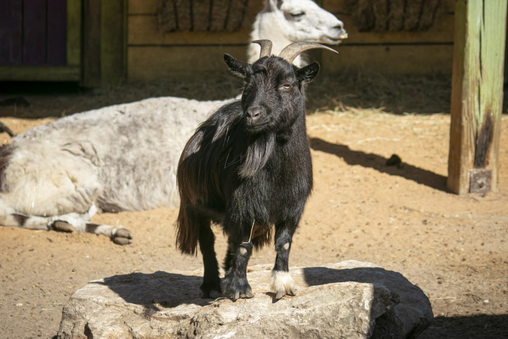 Our Animals - ZooTampa at Lowry Park