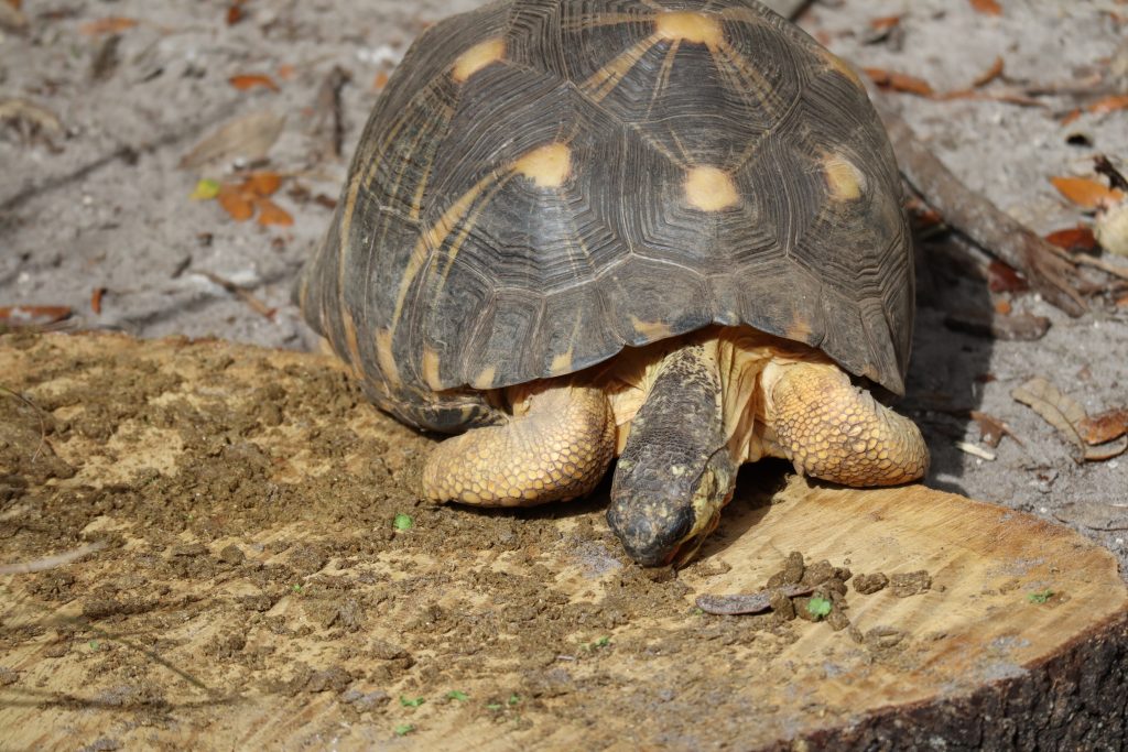 Our Animals - ZooTampa at Lowry Park