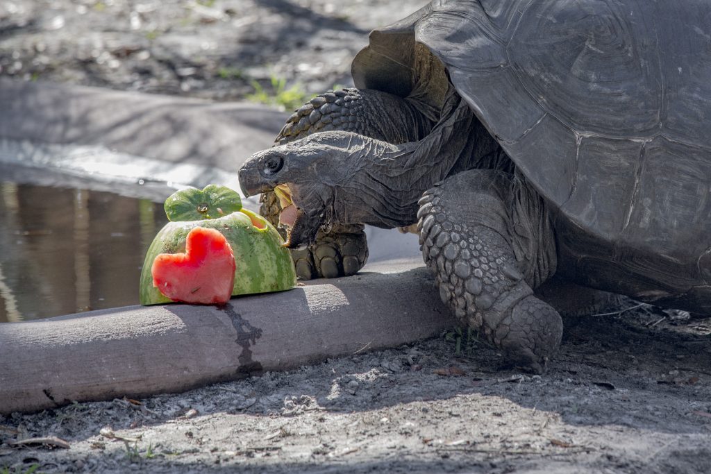 Giant tortoise