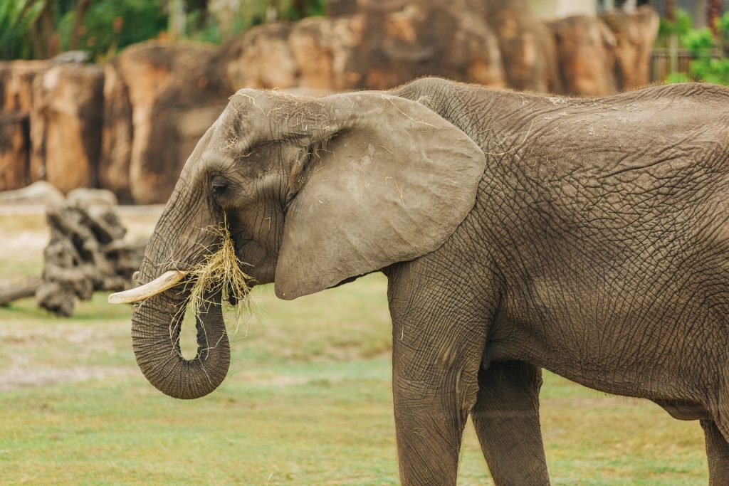 Our Animals - ZooTampa at Lowry Park