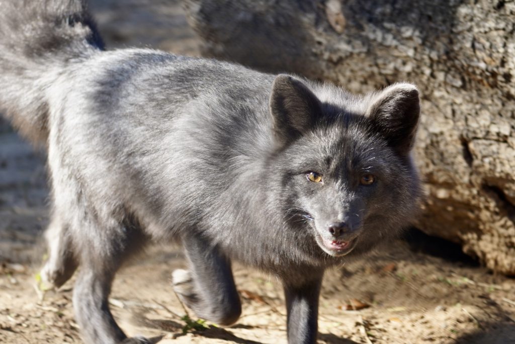 Our Animals - ZooTampa at Lowry Park