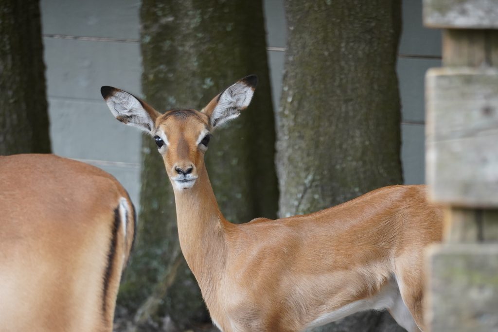Our Animals - ZooTampa at Lowry Park