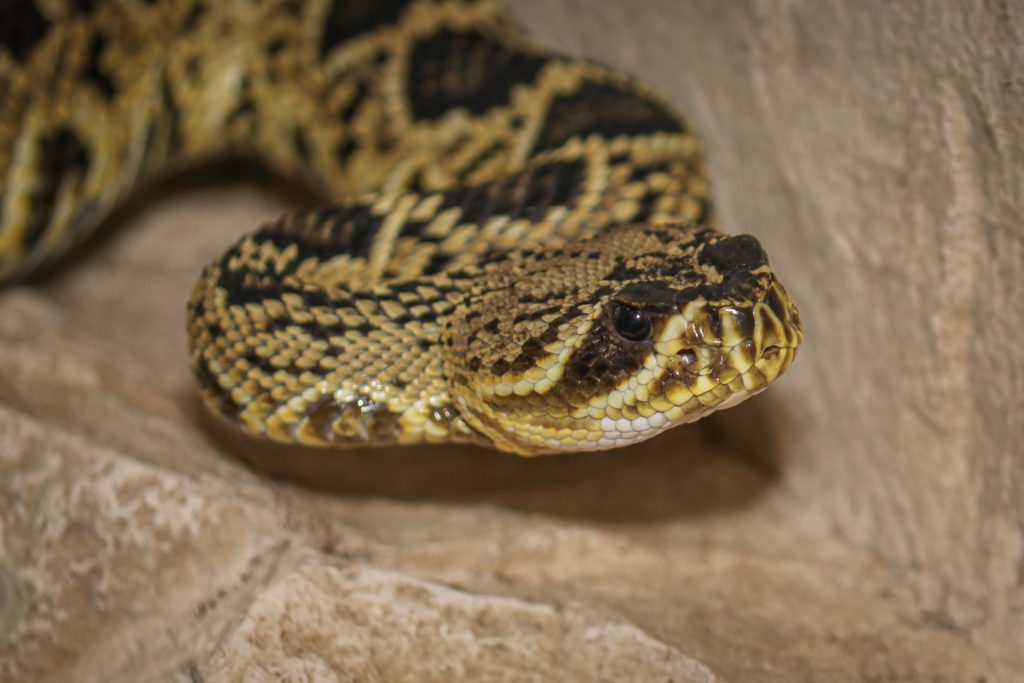 Our Animals - ZooTampa at Lowry Park