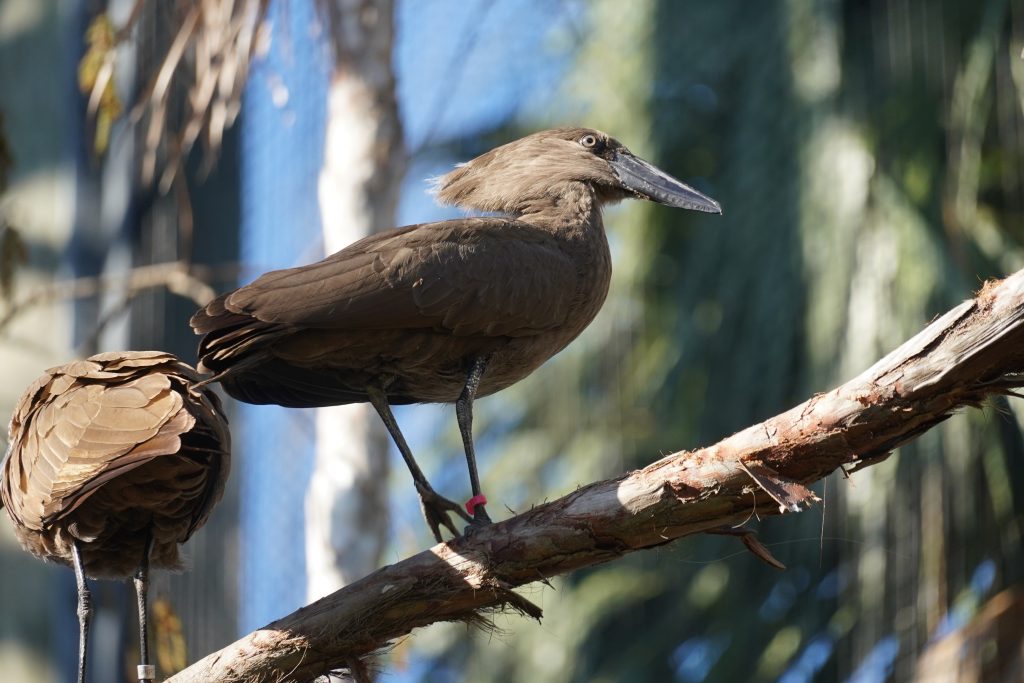 Our Animals - ZooTampa at Lowry Park