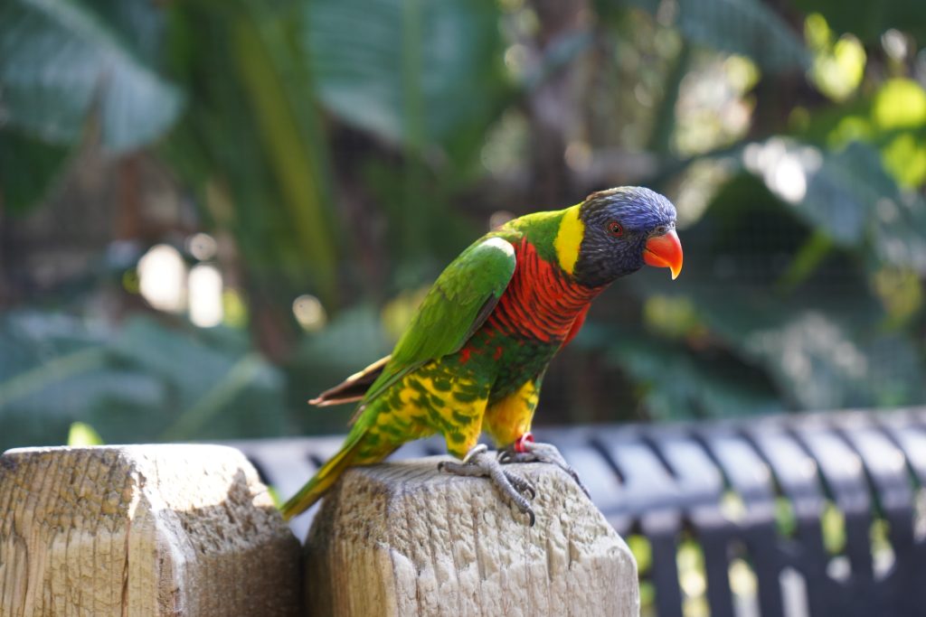 Our Animals - ZooTampa at Lowry Park