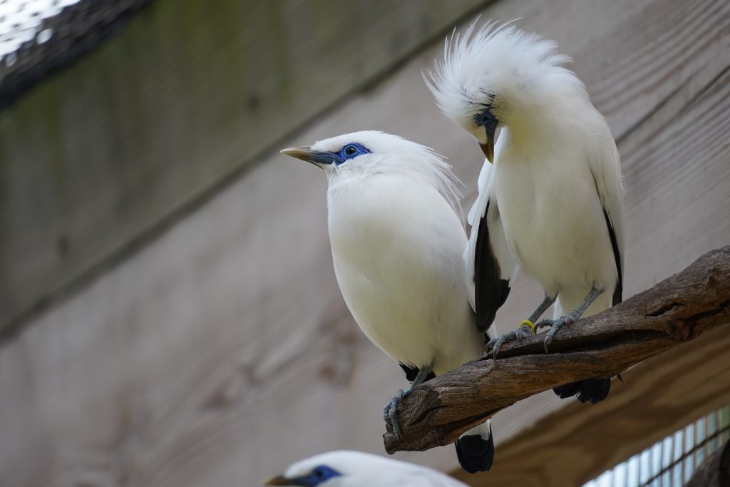 Our Animals - ZooTampa at Lowry Park